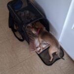 Sac De Transport Pour Chien Avion - Homologué Cabine photo review