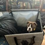 Siège transport chien voiture XXL 30 kg — grand chien photo review