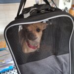 Sac De Transport Pour Chien Avion - Homologué Cabine photo review