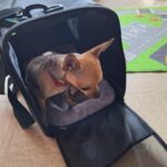 Sac De Transport Pour Chien Avion - Homologué Cabine photo review