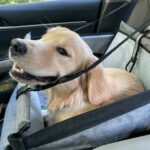 Siège transport chien voiture XXL 30 kg — grand chien photo review