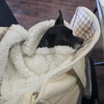 Sac De Transport Pour Chien 6 kg photo review