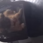 Sac Transport Chat Chien Pliable Oxford 600D - Taille M Respirant Gris photo review