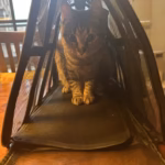 Sac Transport Chien Chat Mesh Respirant Taille L Rouge - Oxford 600D photo review