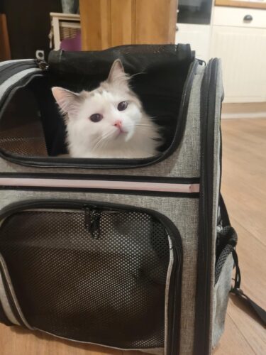 Photo avis – Sac à dos chat 8 kg – Double extension avant et arrière, mesh respirant