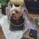 Photo avis – Sac de transport petit chien Chihuahua – look sac à main, jusqu’à 4 kg