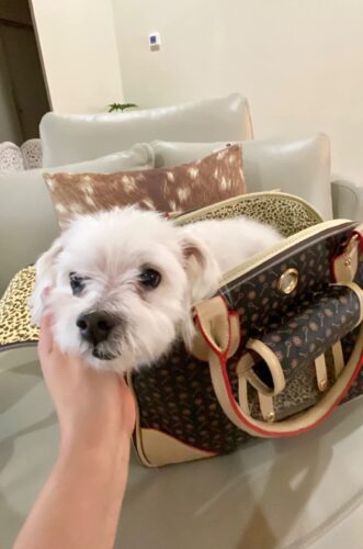 Photo avis – Sac de transport petit chien Chihuahua – look sac à main, jusqu’à 4 kg