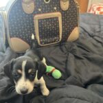 Photo avis – Sac de transport petit chien Chihuahua – look sac à main, jusqu’à 4 kg