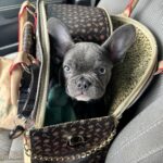 Photo avis – Sac de transport petit chien Chihuahua – look sac à main, jusqu’à 4 kg