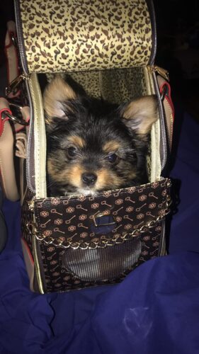 Photo avis – Sac de transport petit chien Chihuahua – look sac à main, jusqu’à 4 kg