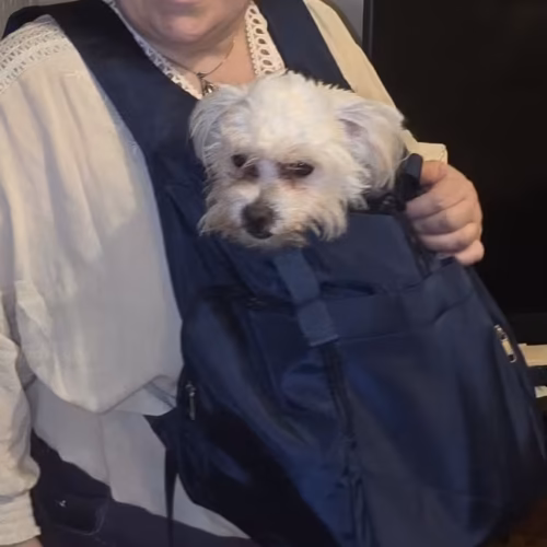 Sac Transport Ventral Chien Chat - Porte Bébé Animaux Randonnée Bleu photo review