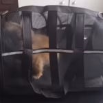 Sac Transport Chat Oxford 600D Respirant Pliable Taille S Gris photo review