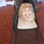 Sac Transport Chien Chat Mesh Respirant Taille L Rouge - Oxford 600D photo review