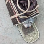 Sac De Transport Pour Petit Chien photo review