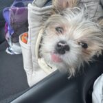Sac De Transport Pour Chien Yorkshire photo review