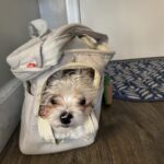 Sac De Transport Pour Chien Yorkshire photo review