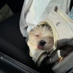 Sac De Transport Pour Chien Yorkshire photo review