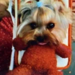 Sac De Transport Pour Chien Ours En Peluche photo review