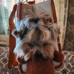 Sac De Transport Pour Chien Ours En Peluche photo review