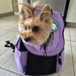 Sac à dos transport chien chat hublot ventilé violet face avant photo review