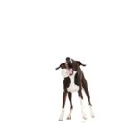 Balle chien paillettes caoutchouc – photo 2