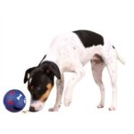 Balle friandises chien réglable – photo 4