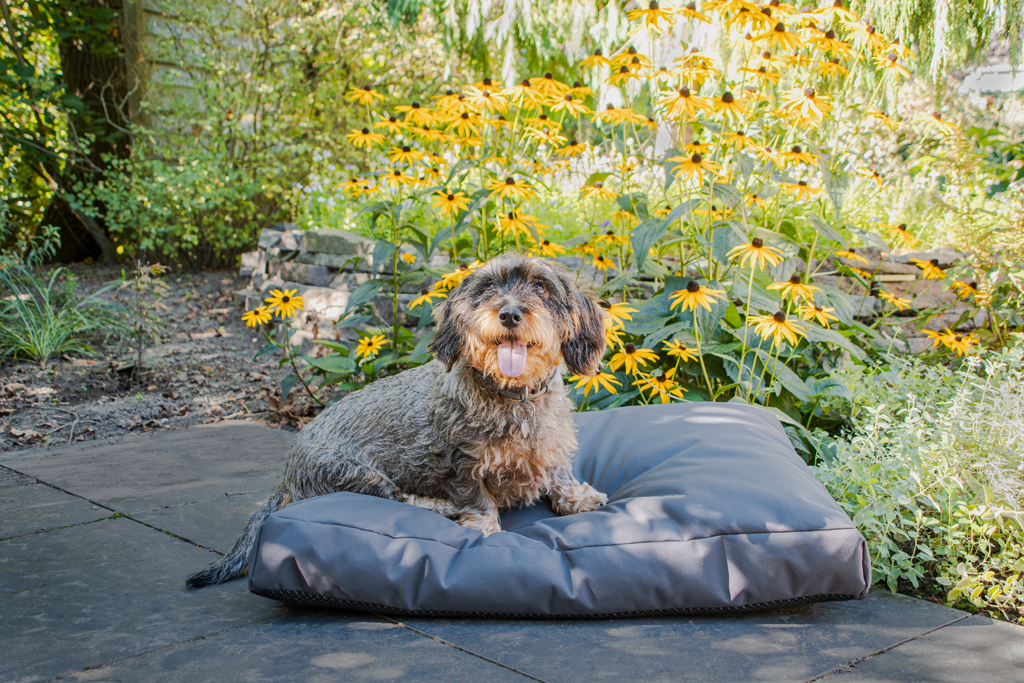 Coussin chien jardin – photo 2