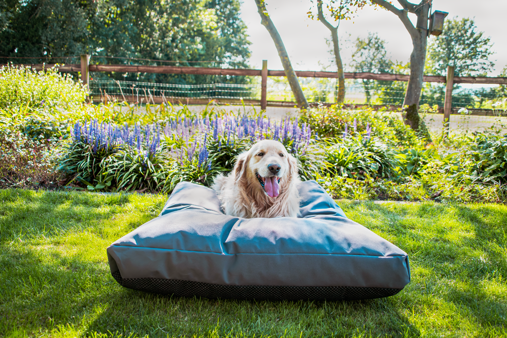 Coussin chien jardin – photo 3