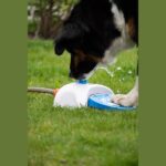 Fontaine de jardin chien – photo 4