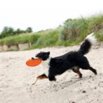 Frisbee chien caoutchouc vert – photo 5