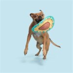 Frisbee tissu chien – photo 2
