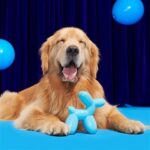 Jouet chien ballon caoutchouc vanille – photo 5