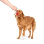 Jouet chien boulette viande noyau caoutchouc – photo 2