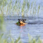 Jouet flottant chien – photo 5