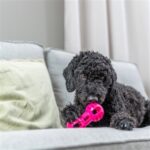 Jouet chien haltère TPR – photo 4