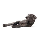 Jouet chien ours noir caoutchouc – photo 3