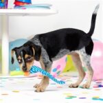 Jouet chien serpentin fête – photo 2