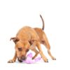 Jouet chien corde – photo 5