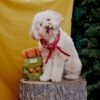Jouet occupationnel chien – photo 8