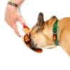 Gamelle pliable pour chien – photo 7