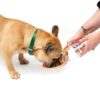 Gamelle pliable pour chien – photo 8