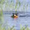Jouet pour chien qui couine – photo 7