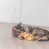Canne à plumes pour chat – photo 7