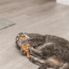 Canne à plumes pour chat – photo 8