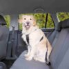 Harnais chien voiture – photo 6