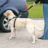 Harnais chien voiture – photo 7
