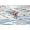 Jouet flottant pour chien – photo 8