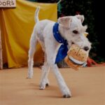 Peluche chien guimauve smores – photo 2