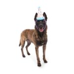 Peluche chien chapeau de fête élastique – photo 2