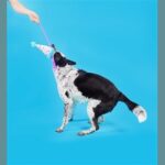 Peluche chien chapeau de fête élastique – photo 5